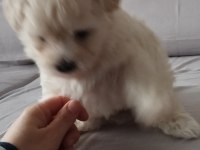 Dişi ve erkek bebek köpekler