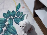 Boncuğuma yeni yuva arıyoruz scottish fold