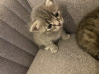 2 aylık 3 adet yavru kedi