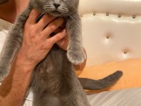 Çok uslu british shorthair