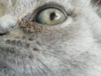 British shorthair 3 aylık erkek dişi yavru