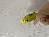 Temiz Kanat Spangel Erkek Muhabbet Kuşu