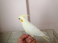 3 aylık yavru sultan papağanı