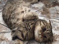 Ücretsiz Sahiplendirme Scottish Fold Kedimiz