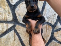 Estetikli ve Estetiksiz Doberman Yavrular