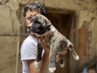 A Class Presa Canario Yavrular