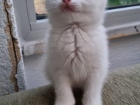 British shorthair blue point British shorthair white