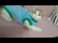 Oğlumuz erkek kedimiz kızgınlıkta eş adayı arıyoruz