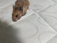 Alanya son hamster