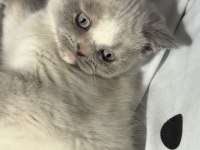 British shorthair blue point safkan