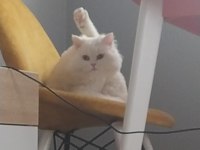 Scottish Straight Beyaz Erkek Kedi