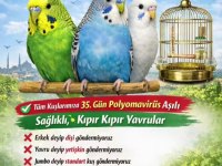 İstanbul içi adresinize ücretsiz teslim muhabbet kuşlar