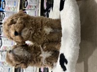 Irkının en güzel örnekleri Maltipoo bebekler