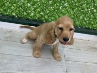 3 AYLIK YAVRU COCKER