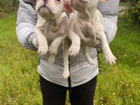 Üst sınıf French bulldog yavrularımız