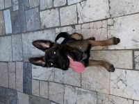 7 aylık erkek malinois belçika kurdu