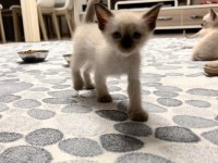 3 tane SİYAM yavrum var