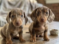 Mini Boy Choco Merle Dachshund Yavrularımız Garantili