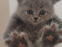British shorthair yavrular teslime hazır