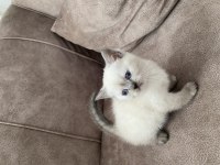 Güzel bebeğimiz british shorthair yeni yuvasını arıyor