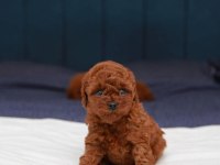 Toy poodle yavrularımız (kore)