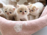 Safkan Şecereli Exotic Shorthair yavru