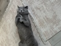 British shorthair 1 yaşında