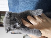 Scottish fold kedisi