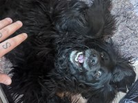 Ömürlük Yuvasını Arayan Asil Cocker Kız Leydi