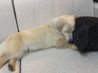 rus finosu 2 yaşında kızımız kısır