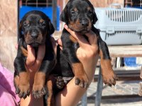 Doberman yavruları