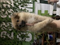 Yavru pomeranian 40 günlük