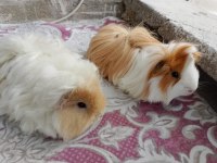 Ginepig Sahiplendirme İlanı
