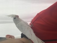 Yavru albino sultan papağanı