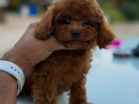 Show Kalite Miniboy Poodle