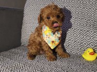 Tea Cup Erkek Poodle Yavrumuz