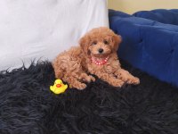 Peluş Bir Kız Toy Poodle