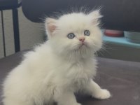 British longhair erkek yavru