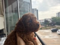 Son dişi yavru 50 günlük poodle