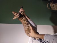3 AYLIK ERKEK BENGAL KEDİLER FULL ŞECERE