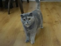 Scottish fold güzeller güzeli kızım