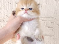 Safkan British Longhair Oğlumuz Yeni Yuvasını Arıyor