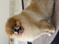 POMERANİAN BOO TEDDY BEAR ERKEK