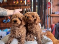 Dev kampanya poodle bebekler