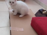BRİTİSH SHORTHAİR MİNİKLER