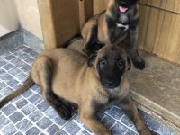 Safkan Irk Garantili Belçika Kurdu