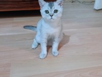 2 aydan küçük british shorthair yavrular