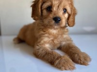 Kıvır kıvır koyu maltipoo yavrular