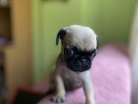 Sevimli yavru pug köpekler