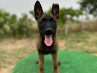 Manisa Malinois 45